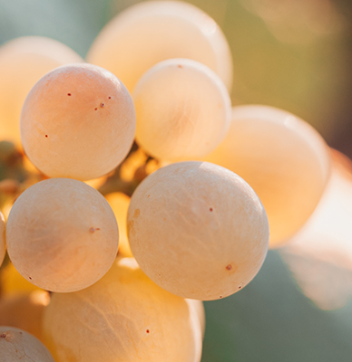 Racimo de uvas blancas proveniente de la bodega Mucy